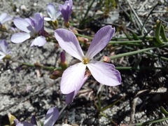 Heliophila juncea