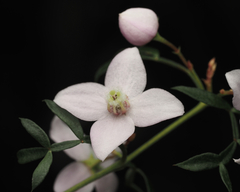 Boronia floribunda