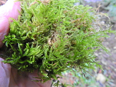 Rhynchostegium confertum