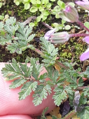 Erodium cicutarium
