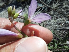 Heliophila juncea