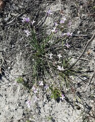 Heliophila juncea
