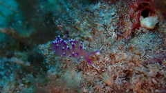 Coryphellina arveloi