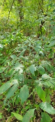 Rudbeckia laciniata