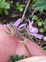 Erodium cicutarium