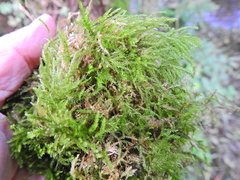 Rhynchostegium confertum