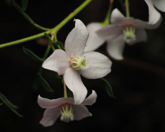 Boronia floribunda