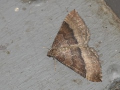 Larentia clavaria