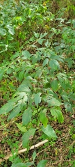 Rudbeckia laciniata