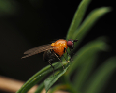 Sapromyza sciomyzina
