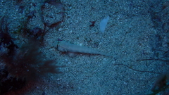 Gnatholepis thompsoni