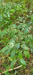 Rudbeckia laciniata
