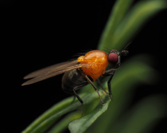 Sapromyza sciomyzina
