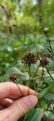 Rudbeckia laciniata