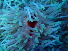 Heteractis magnifica