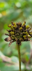Rudbeckia laciniata