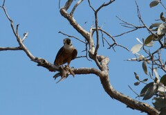 Falco longipennis