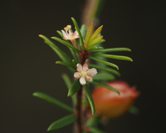 Micrantheum ericoides