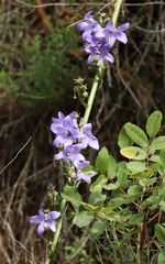 Campanula pyramidalis