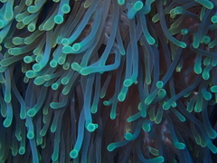 Heteractis magnifica