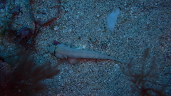 Gnatholepis thompsoni