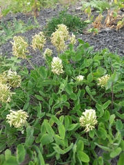 Trifolium ochroleucon
