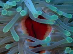 Heteractis magnifica