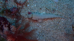 Gnatholepis thompsoni