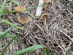 Mycena olivaceomarginata