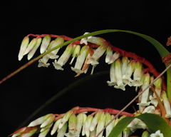 Dracophyllum secundum