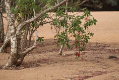 Barringtonia acutangula