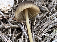 Mycena olivaceomarginata