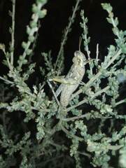 Dericorys carthagonovae