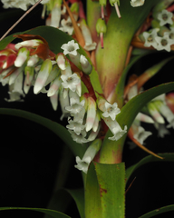 Dracophyllum secundum