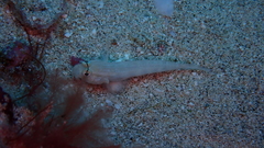 Gnatholepis thompsoni