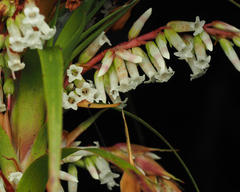 Dracophyllum secundum