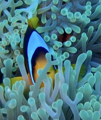 Amphiprion bicinctus