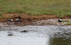 Erythrogonys cinctus