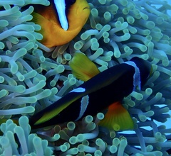 Amphiprion bicinctus