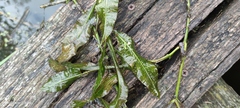 Potamogeton lucens