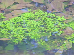 Callitriche stagnalis