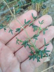 Fagonia cretica