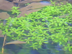 Callitriche stagnalis