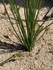 Trachyandra chlamydophylla