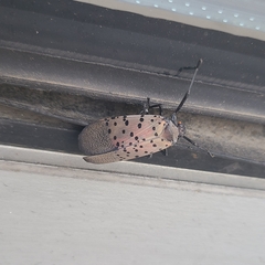 Lycorma delicatula
