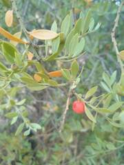 Osyris lanceolata