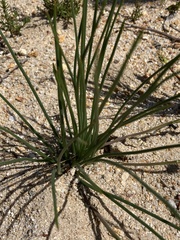 Trachyandra chlamydophylla