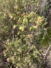 Hermannia hyssopifolia