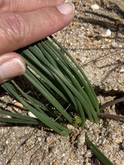Trachyandra chlamydophylla