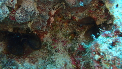 Gymnothorax miliaris